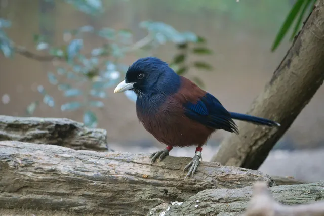 野鳥の写真