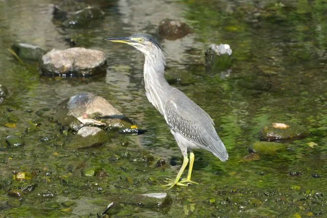 Species Image