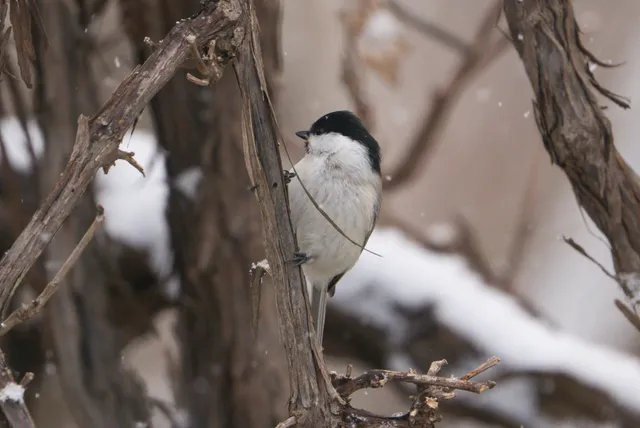 野鳥の写真