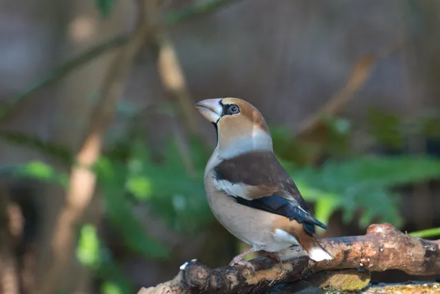 野鳥の写真