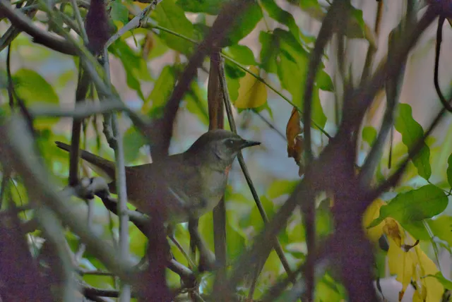 野鳥の写真