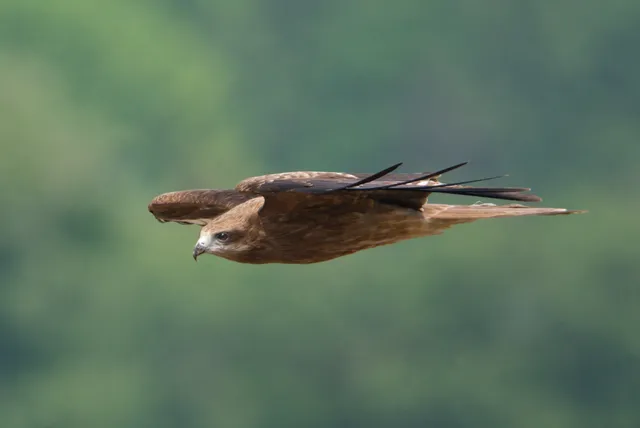 野鳥の写真