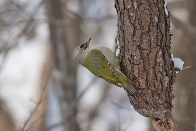 Species Image