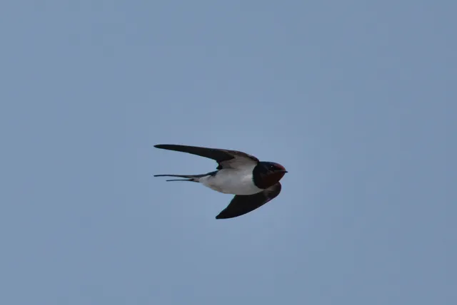 野鳥の写真