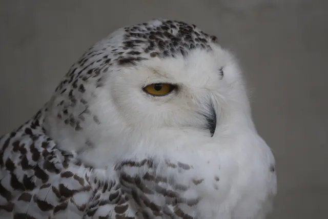 Species Image