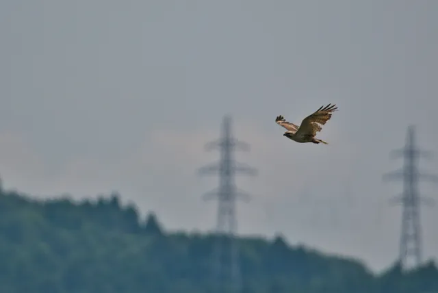野鳥の写真
