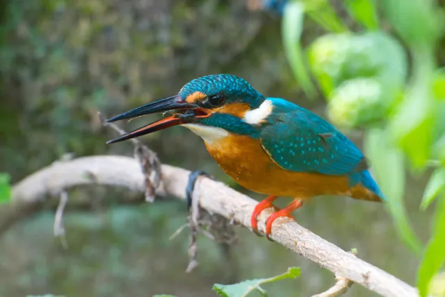 野鳥の写真