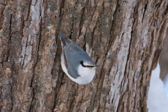 野鳥の写真