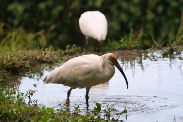 Species Image