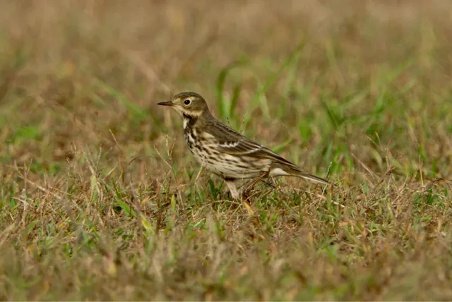 Species Image