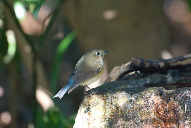 野鳥の写真