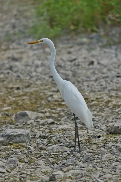 野鳥の写真