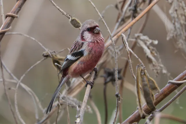 野鳥の写真