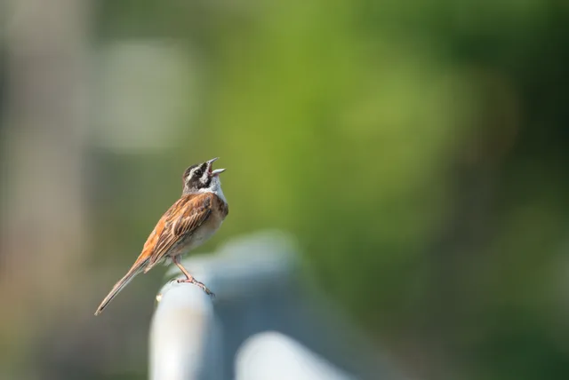 野鳥の写真