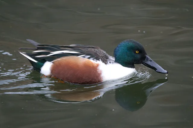 野鳥の写真