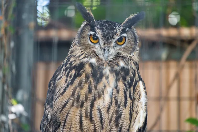 Species Image