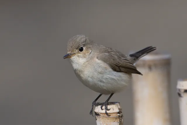 野鳥の写真