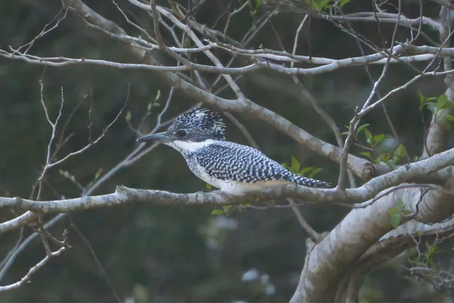 野鳥の写真