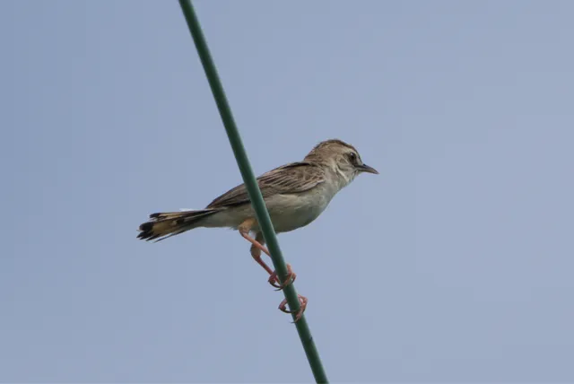 野鳥の写真