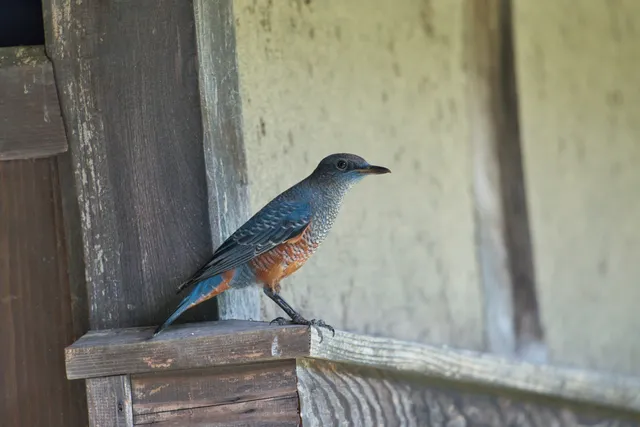野鳥の写真