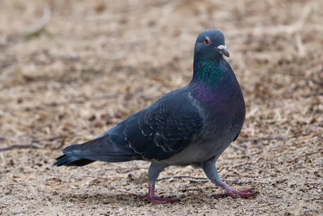 野鳥の写真