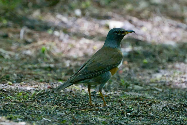 野鳥の写真