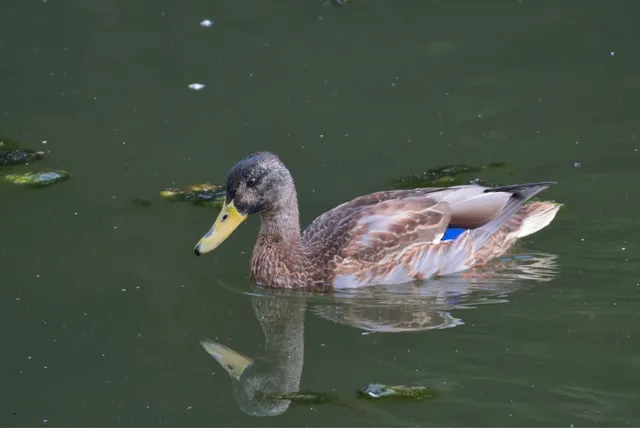 野鳥の写真