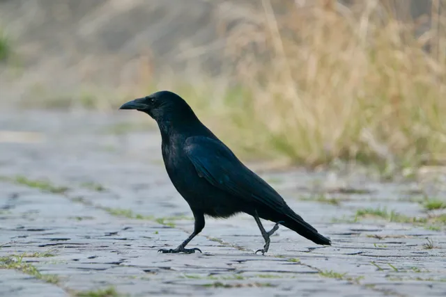 野鳥の写真
