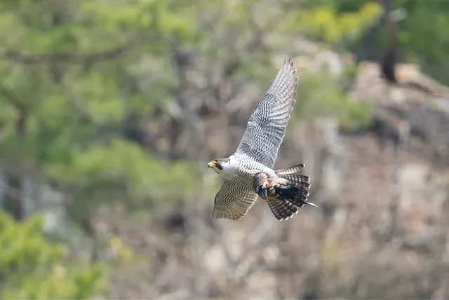 野鳥の写真