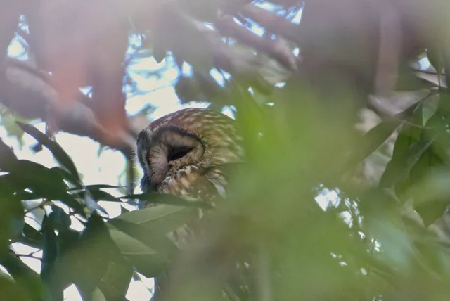 Species Image