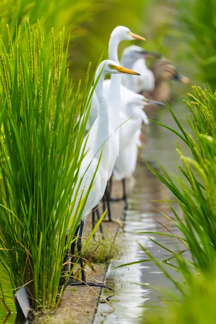 野鳥の写真