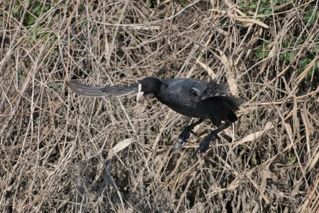 野鳥の写真