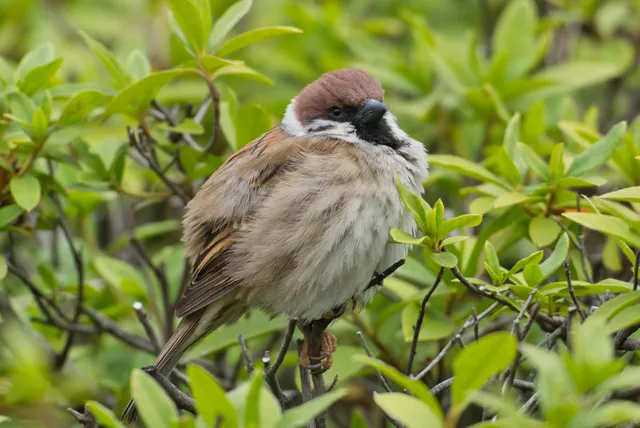 野鳥の写真