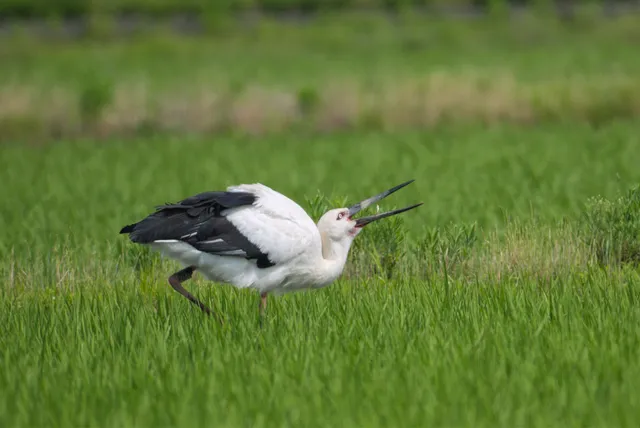 野鳥の写真