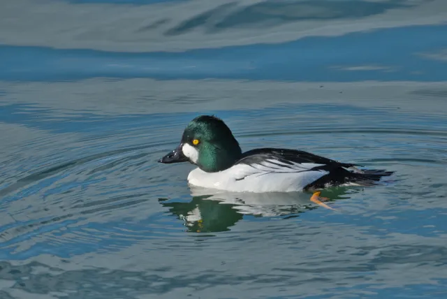 野鳥の写真
