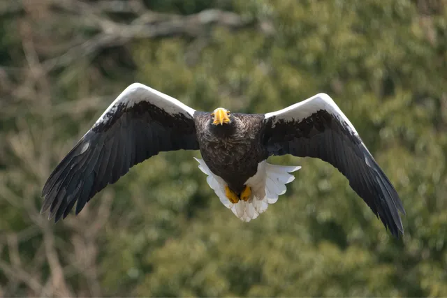 野鳥の写真
