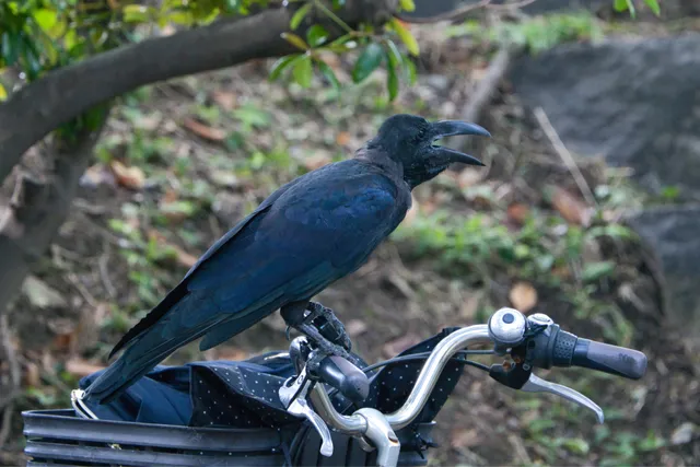 野鳥の写真