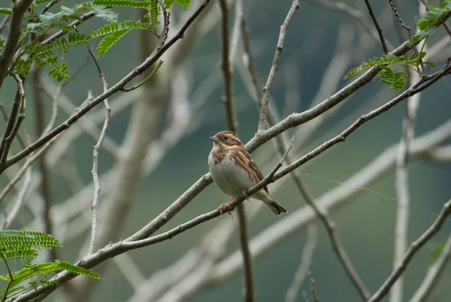 野鳥の写真