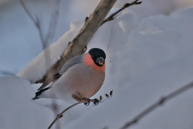 野鳥の写真