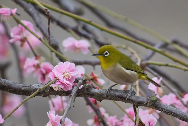 野鳥の写真