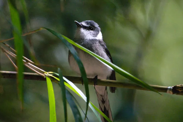 野鳥の写真