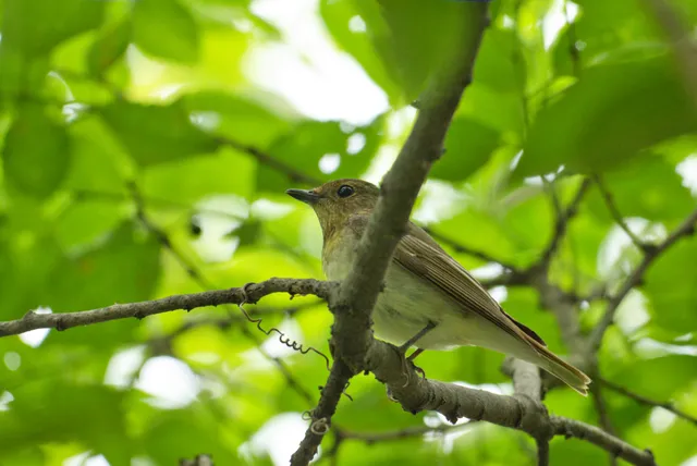 野鳥の写真