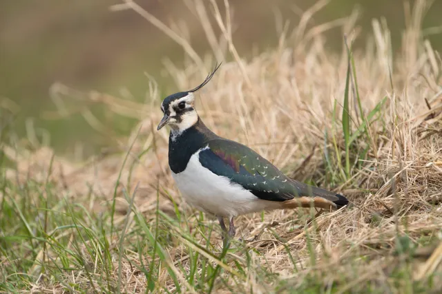 野鳥の写真