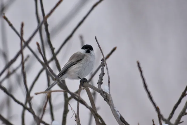 野鳥の写真
