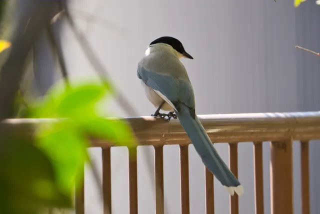 野鳥の写真