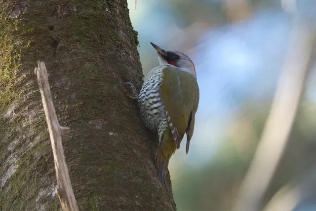 野鳥の写真
