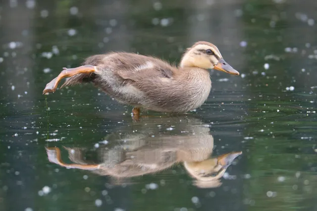 野鳥の写真