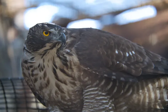 野鳥の写真