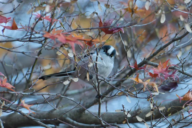 野鳥の写真