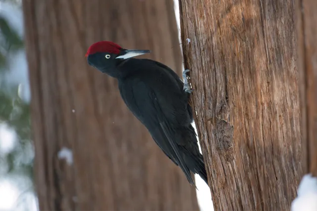 Species Image